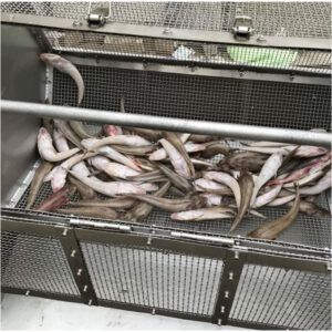 máy đánh vảy dánh nhớt cá da trơn